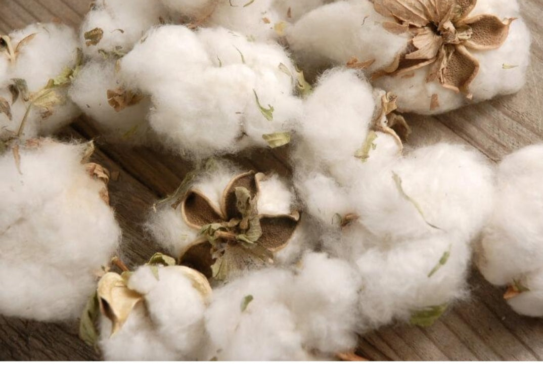 Raw Organic cotton with seeds