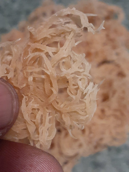 Raw Dried Sea Moss