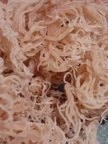 Raw Dried Sea Moss