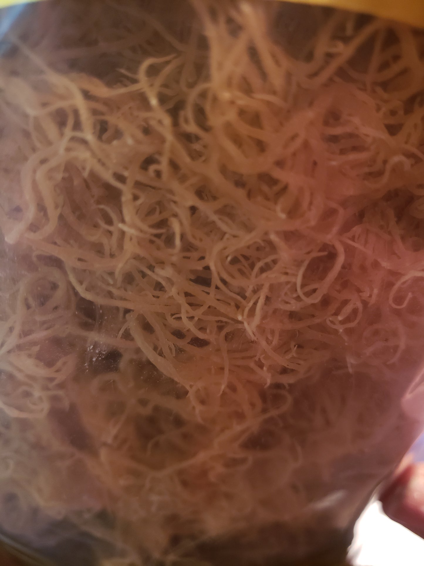 Raw Dried Sea Moss